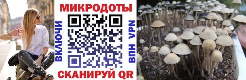 Купить  Дмитриев  Псилоцибиновые грибы прущие грибы 